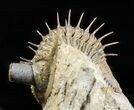 Tower-Eyed Erbenochile Trilobite - Check Out The Detail! #47071-5
